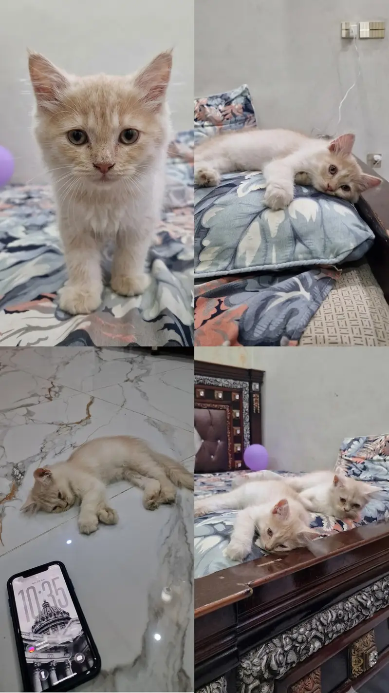 Persian cat for sale washroom train — photo 2