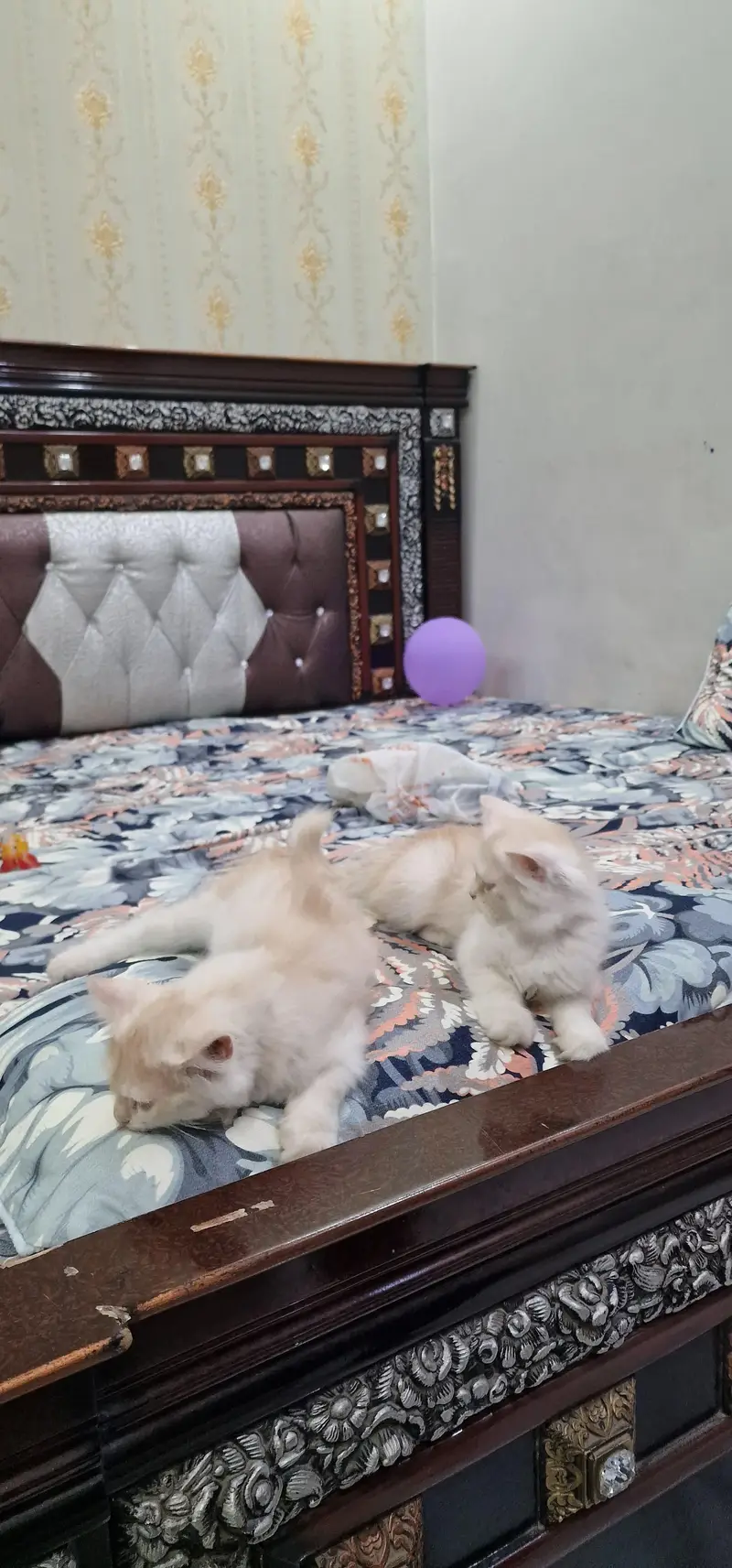 Persian cat for sale washroom train — photo 3