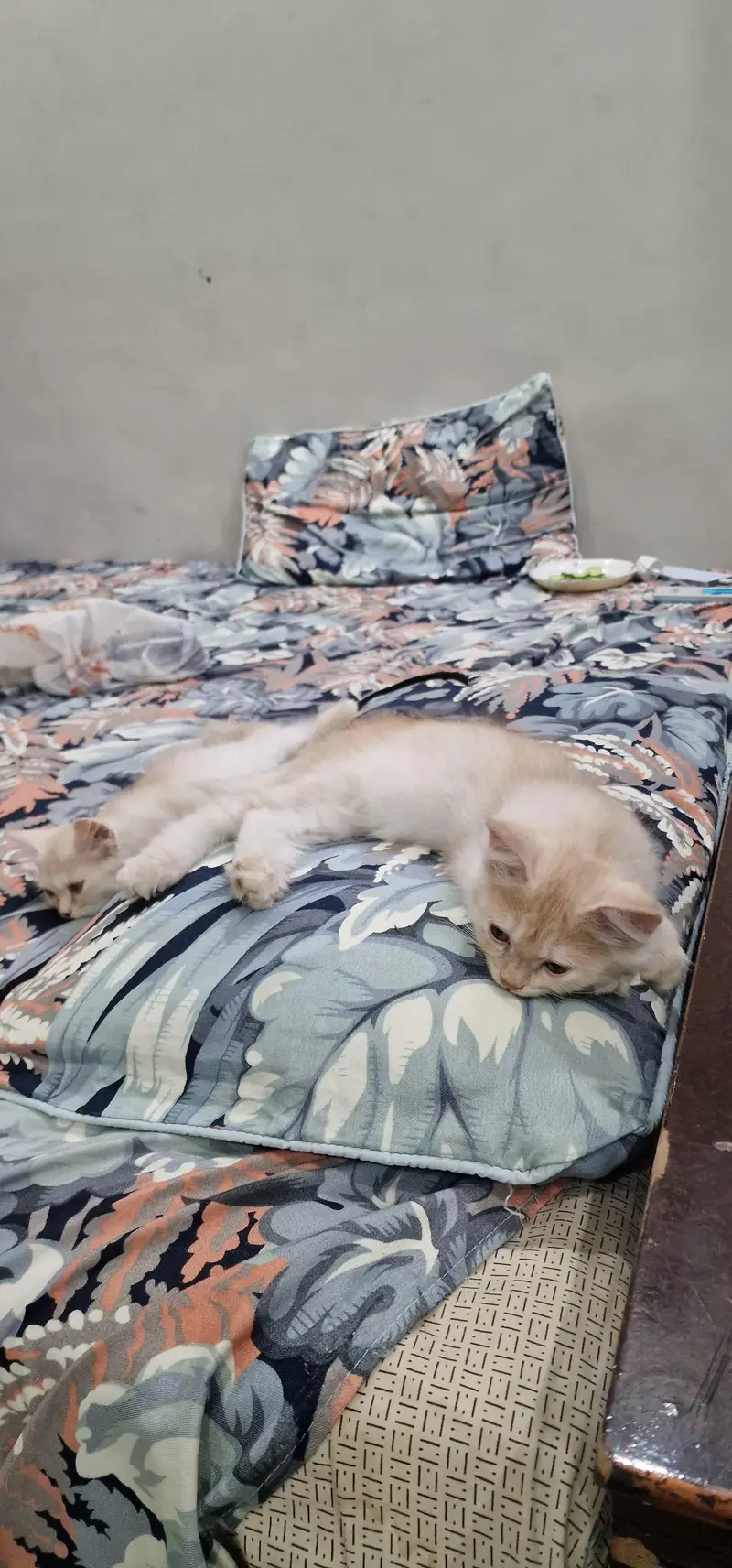 Persian cat for sale washroom train — photo 4