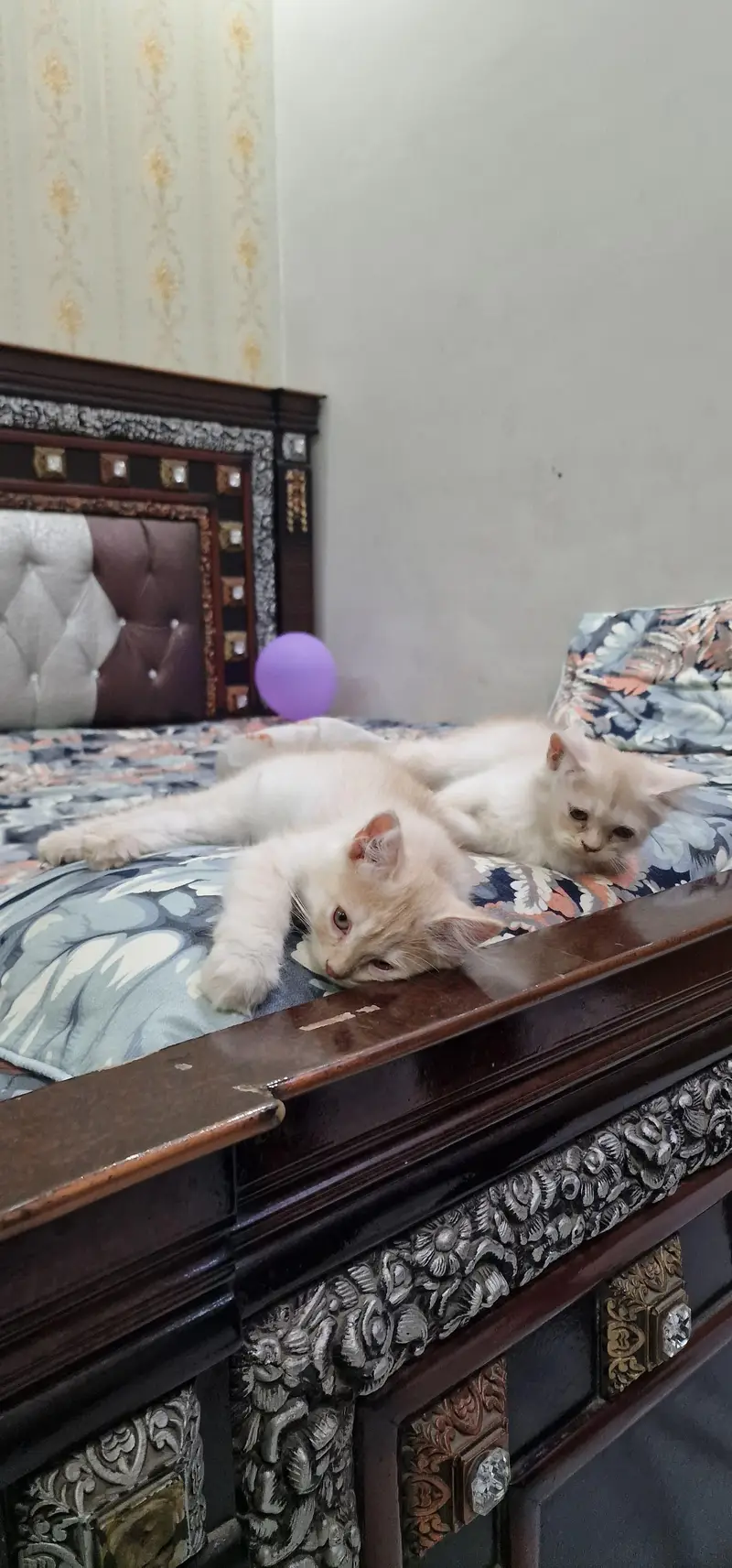 Persian cat for sale washroom train — photo 5