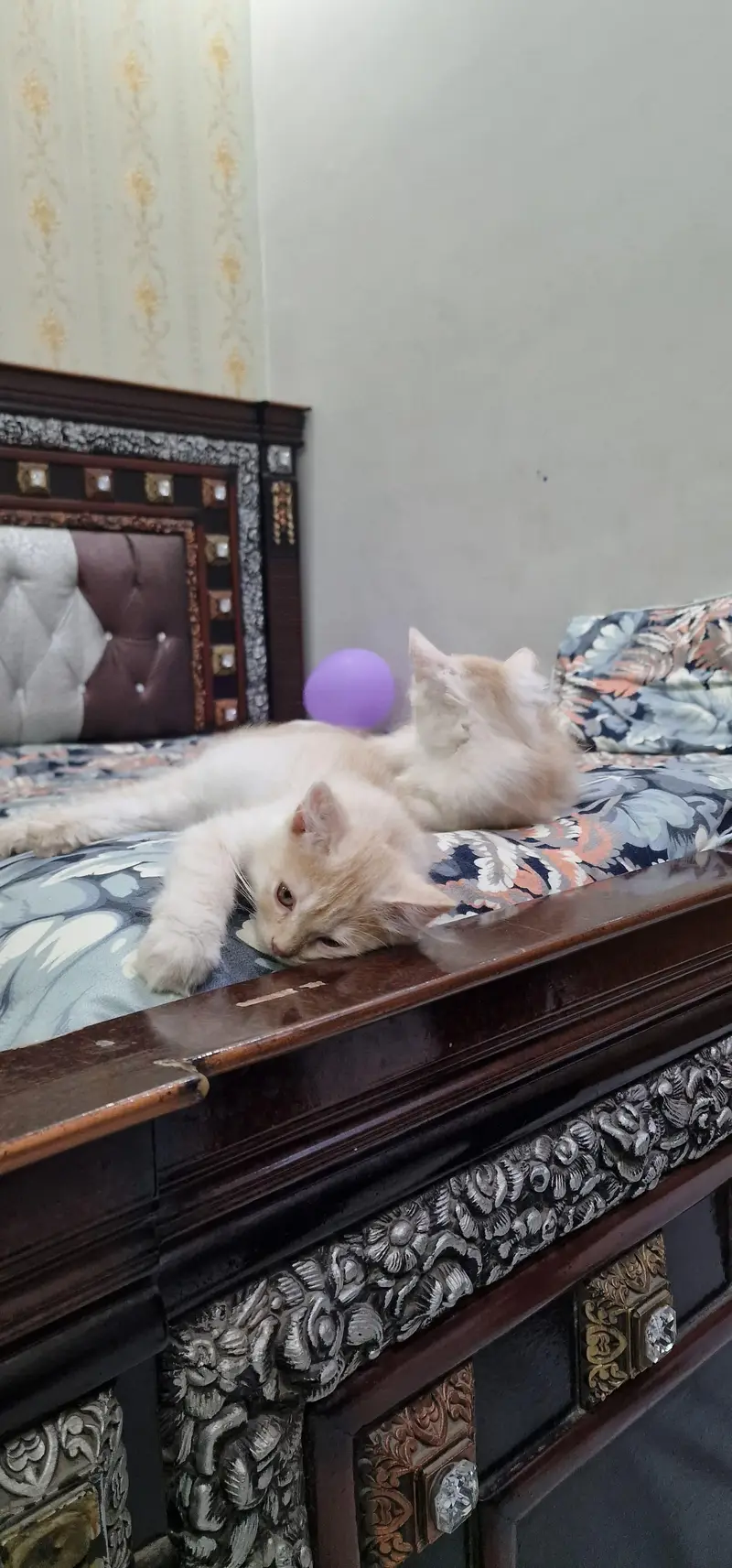 Persian cat for sale washroom train — photo 7