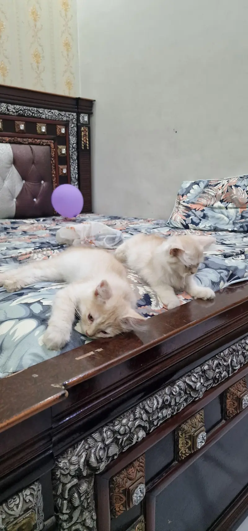 Persian cat for sale washroom train — photo 9