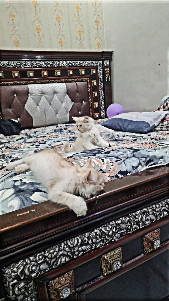Persian cat for sale washroom train — photo 11
