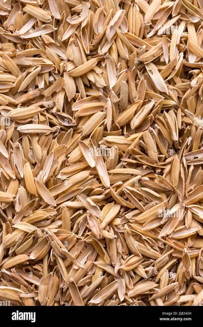 Rice Husk