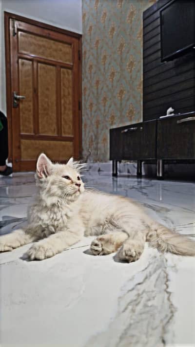 Persian cat for sale washroom train