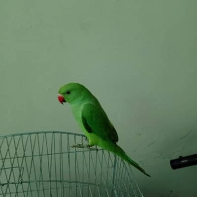 Ringneck parrot