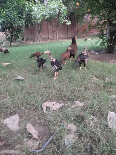 aseel chicks for sale