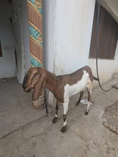 nasli beetal goat