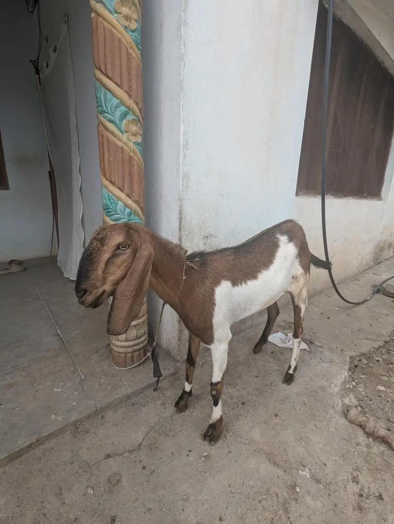 nasli beetal goat