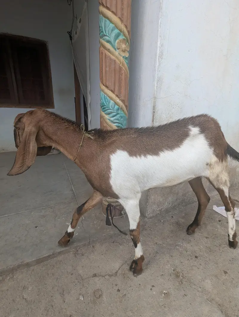 nasli beetal goat — photo 2