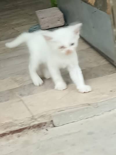 2 months Persian cat/Persian kittens/triple coated/punch face/