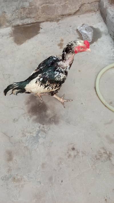 Aseel murga  chena murga