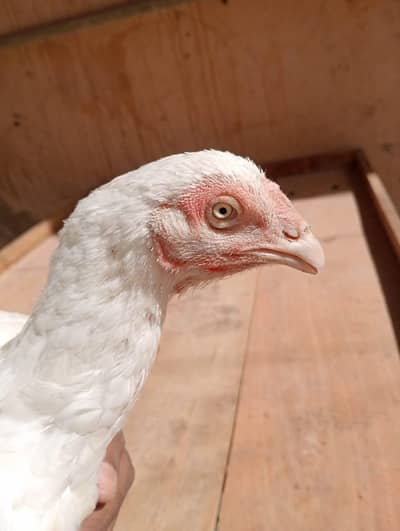 Aseel Heera Female, Ready For Breed , Pure Paper white ha , White eyes