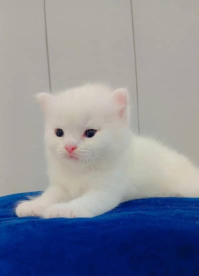 Persian kitten white & brown
