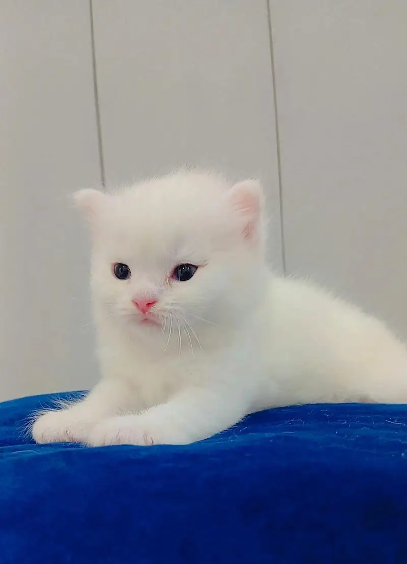Persian kitten white & brown