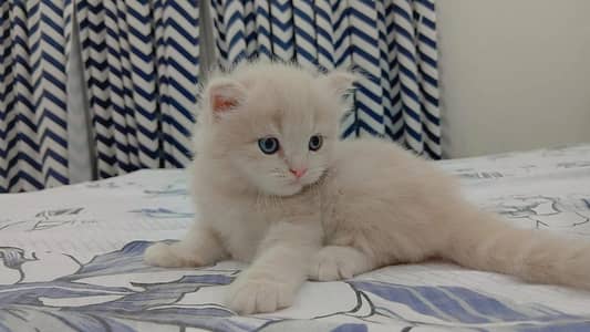 Persian kitten brown