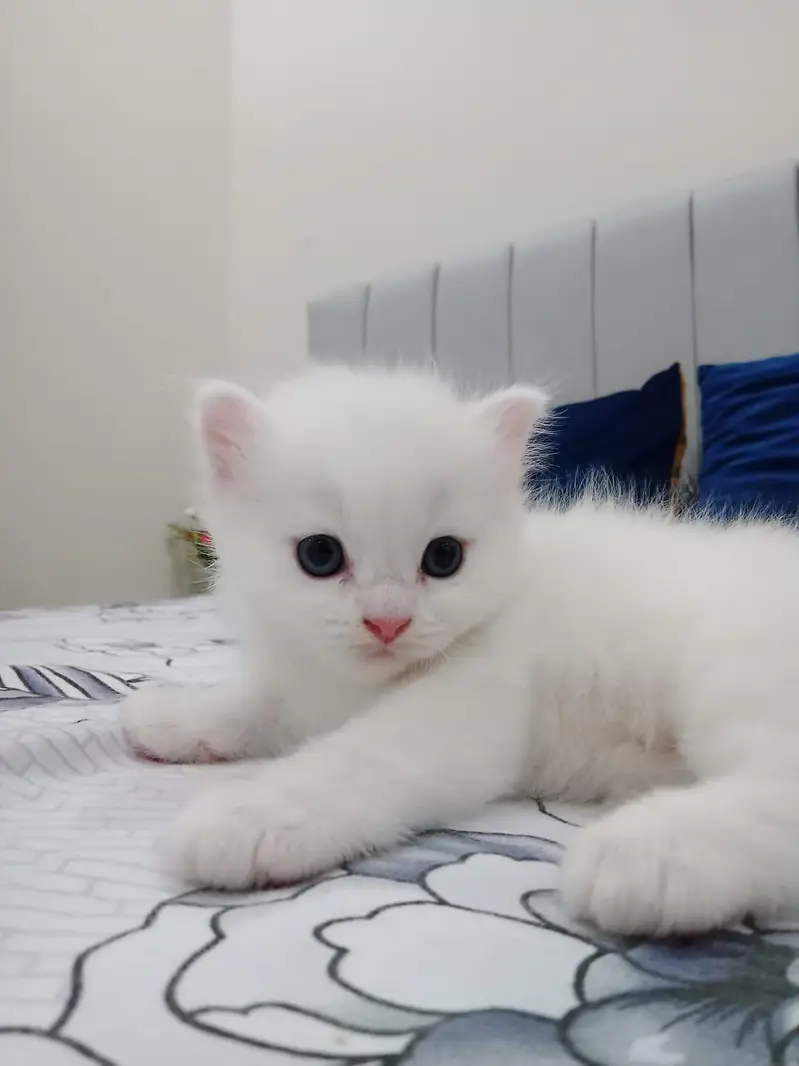 Persian kitten white & brown — photo 3