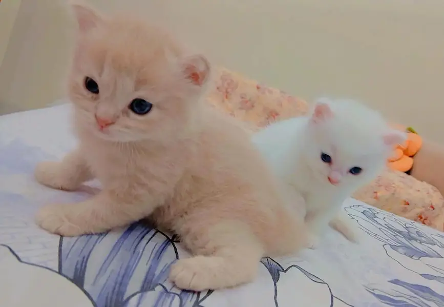 Persian kitten white & brown — photo 4