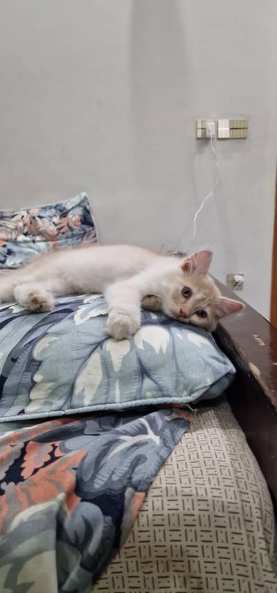 Persian cat for sale