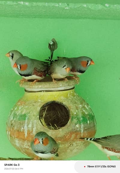 Finch pair 700