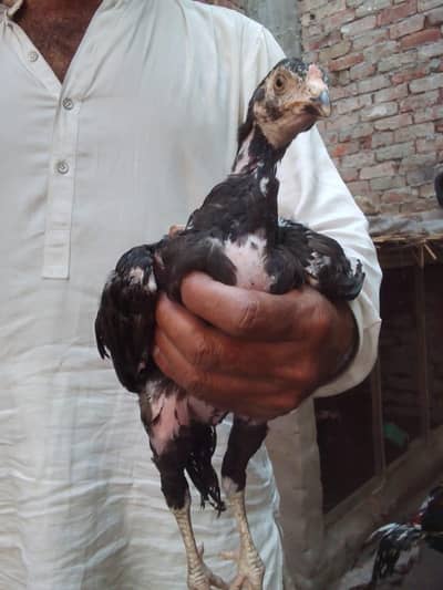 Aseel Chicks