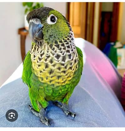 Most Rare Black Capped Conure Male & Pearly Conure Female