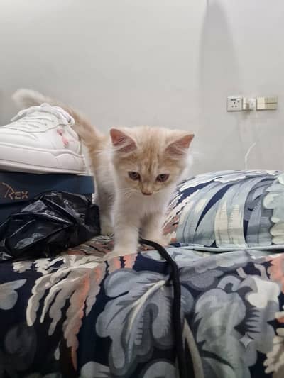 Persian cat for sale