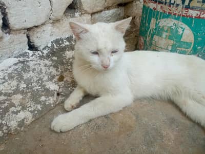 white cat for sale