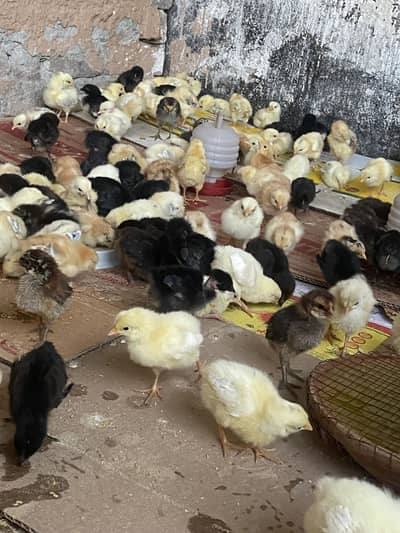 golden misri chicks