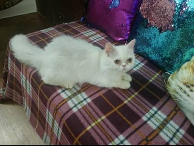 SALE SALE  Persian Kitten MALE