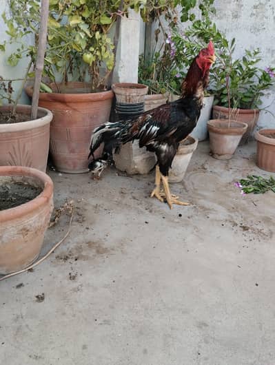 mushka murghi aseel murgha 03243279031