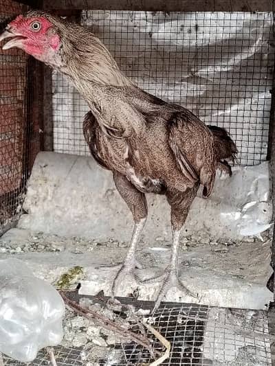 pure aseel madi for sale 03234250600