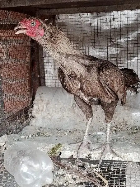 pure aseel madi for sale 03234250600 — photo 2