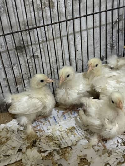 Mottled Bantam chicks available for sale