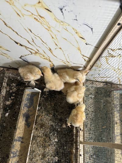 Golden heavy buff chicks available