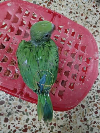 Ringneck chick