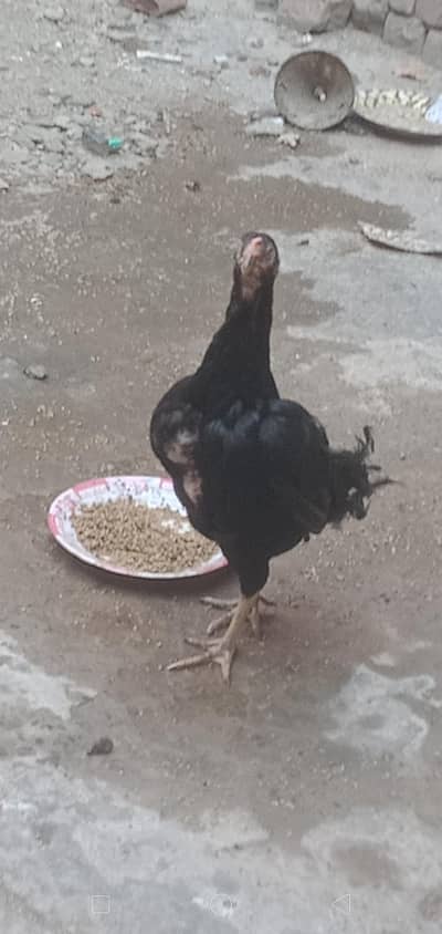 aseel hen ale