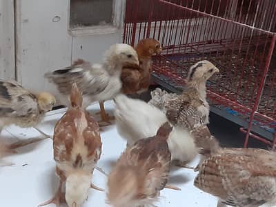 9 chicks available