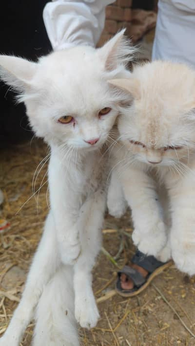 Pair persian cat for sale