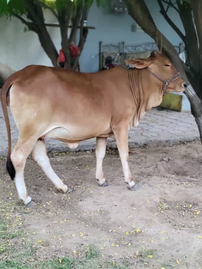 Wachi/sahiwa/kheeri for sale