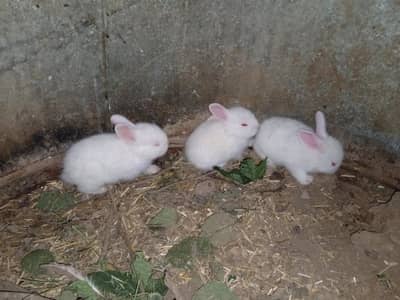English angora