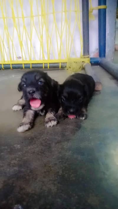 poodle baby's pair for sale