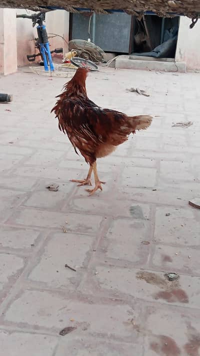 besamlkram