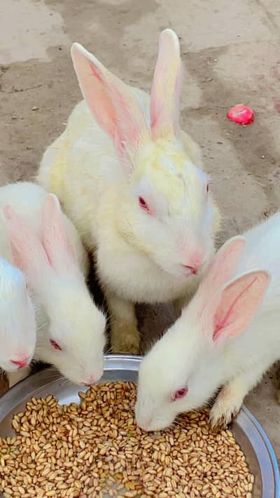 pure white rabbits male or female