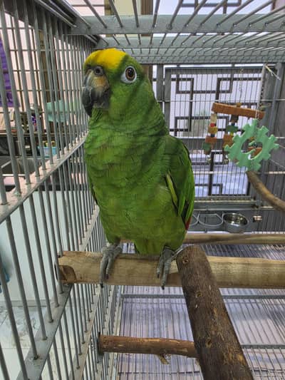 Yellow-Crowned Amazon Parrot