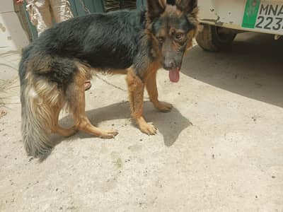 Pure German shepherd