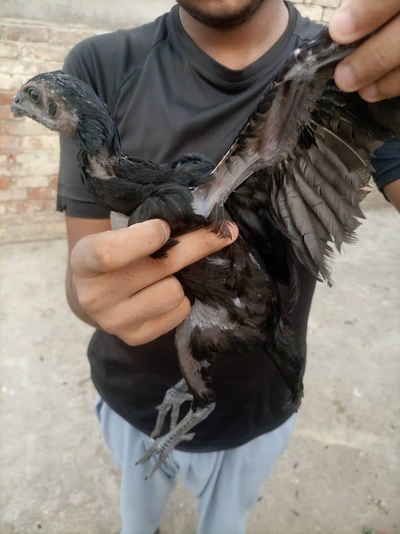 dragon chick 2