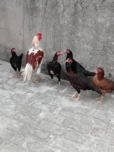hen's for sale