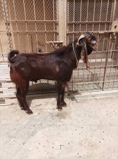 bakra breader fresh 6 daant big height and weight