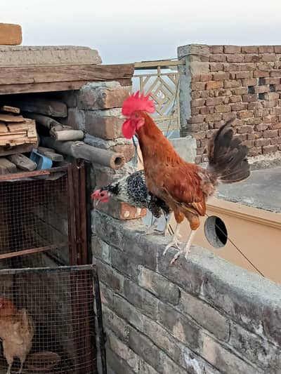 golden misri hen for sale